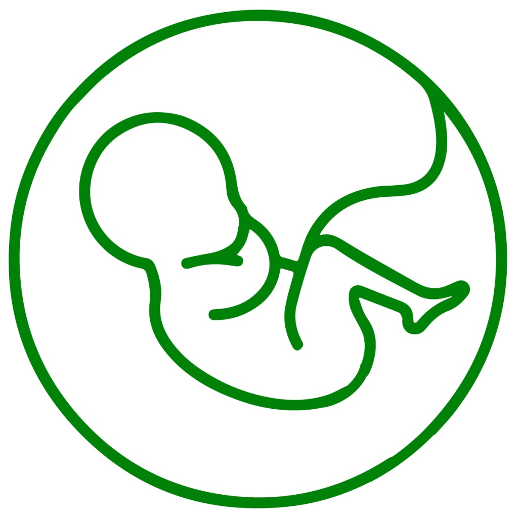Simple green line drawing depicting a fetus and its umbilical cord inside a circular womb.